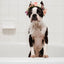 Scrubby Puppy Pet Soap